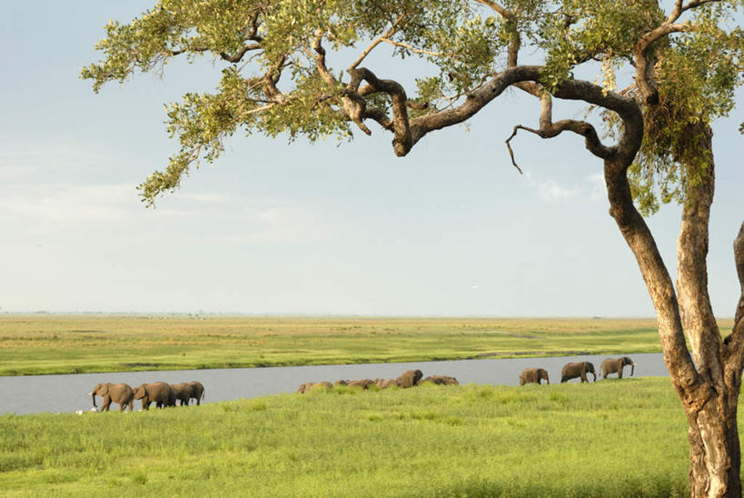 无人,公园,站,横图,室外,白天,正面,旅游,度假,草地,草坪,美景,植物,哺乳动物,大象,野生动物,非洲,博茨瓦纳,喝,阴影,朦胧,模糊,光线,影子,景观,娱乐,草,树,树木,蓝色,绿色,蓝天,天空,阳光,自然,动物,天,低头,站着,享受,休闲,景色,放松,生长,晴朗,成长,国家公园,自然风光,万里无云,垂头,波札那,博茨瓦纳共和国,乔贝国家公园,晴空,晴空万里,象,站立,彩图,全身,西北区