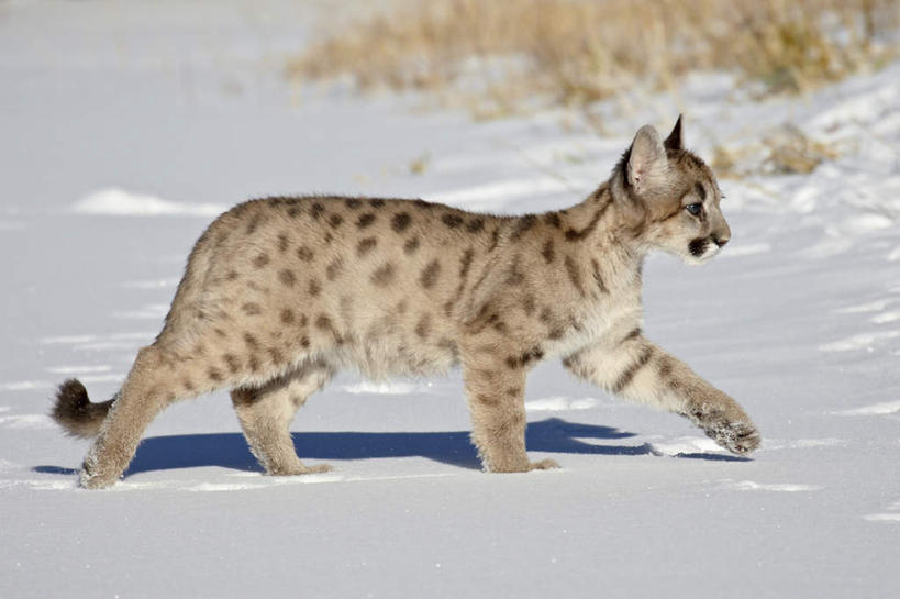 无人,走,横图,俯视,室外,特写,白天,美景,雪,植物,大雪,哺乳动物,野生动物,狮子,美国,阴影,枯萎,朦胧,模糊,光线,影子,积雪,景观,雪景,冬季,冬天,枯草,注视,草,一只,黄色,阳光,自然,动物,观察,看,景色,寒冷,观看,察看,北美,北美洲,关注,自然风光,美洲,凶猛,美洲狮,蒙大拿州,北亚美利加洲,亚美利加洲,严寒,蒙大拿,长空之乡,财富之州,山狮,波兹曼市,残暴,凶残,步行,散步,走路,彩图,高角度拍摄,全身