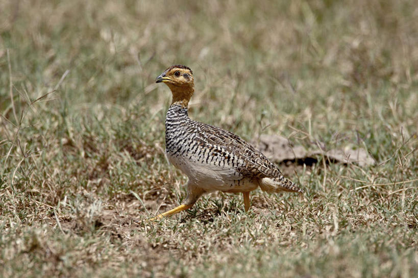 无人,站,横图,室外,白天,正面,旅游,度假,美景,植物,鸟,非洲,肯尼亚,阴影,枯萎,光线,鸟类,影子,景观,枯草,注视,娱乐,草,一只,黄色,阳光,自然,观察,看,站着,享受,休闲,景色,放松,观看,察看,关注,自然风光,阿非利加洲,鹧鸪,鹧鸪鸟,肯尼亚共和国,站立,彩图,全身