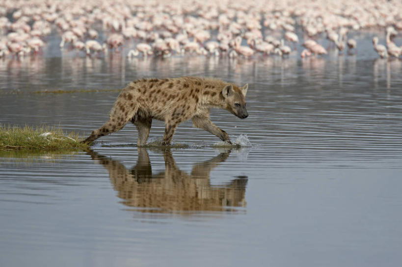 无人,站,走,横图,室外,白天,正面,旅游,度假,湖,湖泊,美景,水,植物,狗,野生动物,非洲,肯尼亚,一排,许多,阴影,波纹,整齐,光线,红鹤,火烈鸟,影子,湖面,景观,水流,水面,水草,涟漪,很多,注视,娱乐,排列,一只,倒影,水纹,阳光,自然,动物,波浪,湖水,低头,观察,看,站着,享受,休闲,景色,放松,生长,成长,观看,察看,倒映,队列,关注,自然风光,凶猛,鬣狗,水晕,阿非利加洲,斑点土狼,斑鬣狗,肯尼亚共和国,反照,残暴,凶残,步行,散步,站立,走路,彩图,全身