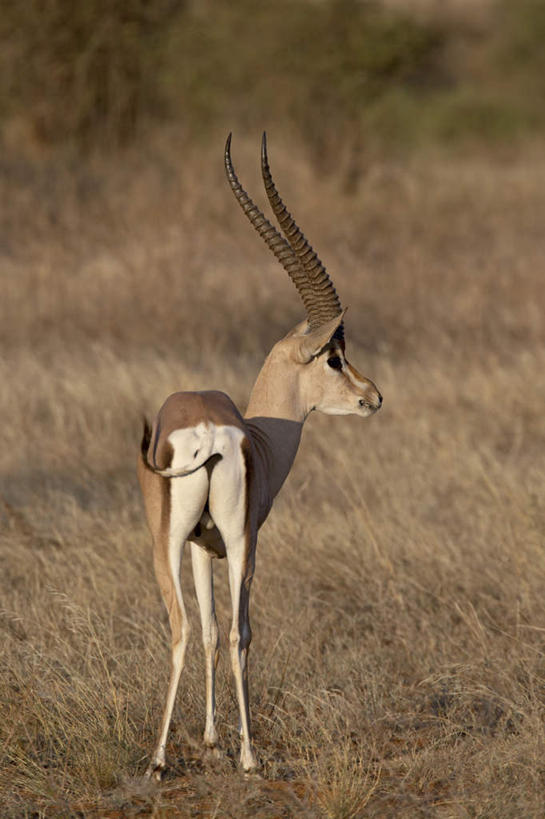 无人,站,竖图,室外,特写,白天,旅游,度假,美景,植物,野生动物,羊,非洲,肯尼亚,阴影,枯萎,光线,羚羊,影子,景观,枯草,注视,娱乐,草,一只,背面,黄色,阳光,自然,动物,观察,看,站着,享受,休闲,景色,放松,可爱,活泼,观看,察看,关注,自然风光,瞪羚,阿非利加洲,小羚羊,肯尼亚共和国,站立,彩图,全身