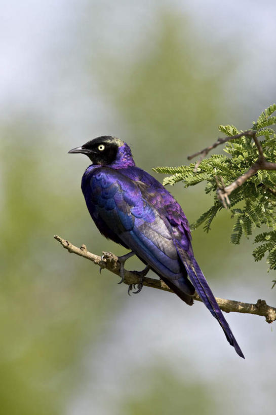 无人,站,竖图,室外,白天,旅游,度假,美景,植物,鸟,非洲,坦桑尼亚,朦胧,模糊,鸟类,景观,枝条,注视,娱乐,树,树木,树枝,一只,背面,自然,观察,看,站着,享受,休闲,景色,放松,观看,察看,关注,自然风光,椋鸟,东非,坦桑尼亚联合共和国,虬枝,枝杈,燕八哥,北椋鸟,小椋鸟,站立,彩图,全身