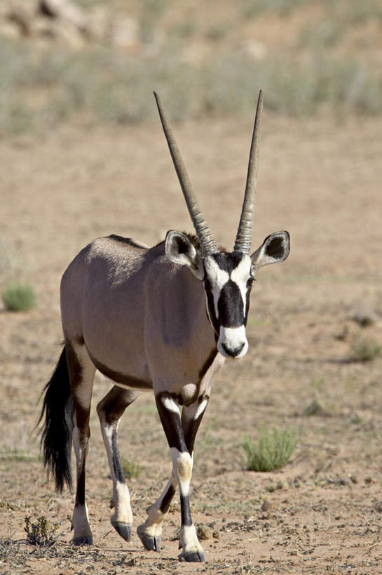 无人,走,竖图,室外,白天,正面,旅游,度假,草地,草坪,美景,植物,野生动物,羊,非洲,阴影,光线,羚羊,影子,景观,注视,娱乐,草,一只,绿色,阳光,自然,动物,观察,看,享受,休闲,景色,放松,可爱,活泼,观看,察看,关注,自然风光,长角羚,阿非利加洲,卡格拉格帝边境公园,卡格拉格帝跨国境公园,卡格拉格帝越界公园,步行,散步,走路,彩图,全身