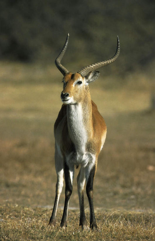 无人,站,竖图,俯视,室外,特写,白天,草地,草坪,美景,植物,野生动物,羊,非洲,博茨瓦纳,阴影,朦胧,模糊,光线,羚羊,影子,景观,注视,草,树,树木,一只,绿色,阳光,自然,动物,观察,看,站着,景色,可爱,活泼,生长,成长,观看,察看,关注,自然风光,驴羚,波札那,博茨瓦纳共和国,列羚,站立,彩图,高角度拍摄,全身