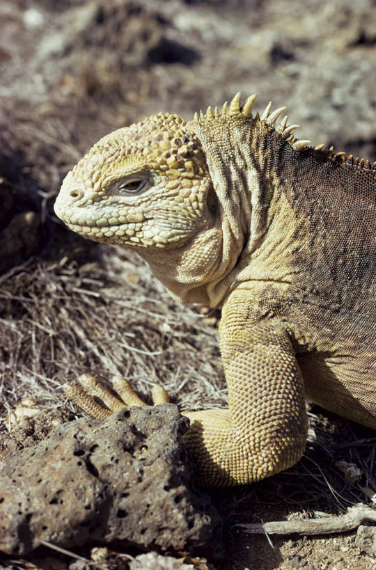 无人,竖图,室外,特写,白天,侧面,旅游,度假,石头,美景,植物,野生动物,蜥蜴,厄瓜多尔,阴影,枯萎,光线,鬣蜥,石子,影子,景观,枯草,注视,娱乐,草,一只,黄色,阳光,自然,动物,观察,看,趴着,享受,休闲,景色,南美,放松,观看,察看,南美洲,拉丁美洲,关注,自然风光,绿鬣蜥,美洲,石龙子,泉龙,猪婆蛇,四脚蛇,亚美利加洲,南亚美利加洲,蜴,厄瓜多尔共和国,加拉巴哥群岛,加拉帕戈斯群岛,科隆群岛,斯坎塔达斯岛,石块,岩石,趴,半身,彩图