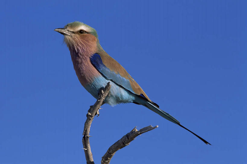 无人,公园,站,横图,室外,白天,仰视,旅游,度假,美景,植物,鸟,非洲,纳米比亚,阴影,光线,鸟类,影子,景观,枝条,注视,娱乐,树,树木,树枝,一只,蓝色,蓝天,天空,阳光,自然,天,观察,看,站着,享受,休闲,景色,放松,晴朗,观看,察看,国家公园,关注,自然风光,万里无云,紫胸佛法僧,佛法僧,埃托沙公园,埃托沙国家公园,纳米比亚共和国,虬枝,枝杈,晴空,晴空万里,站立,彩图,低角度拍摄,全身