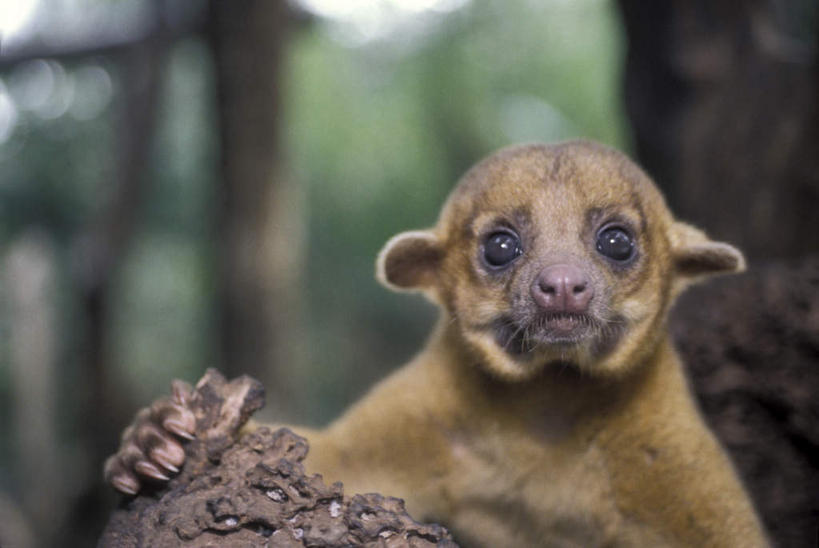 脸,头,脸颊,无人,横图,室外,特写,白天,正面,旅游,度假,美景,植物,野生动物,伯利兹,朦胧,模糊,景观,树桩,注视,娱乐,树,树干,树木,一只,绿色,自然,动物,观察,看,享受,休闲,木桩,景色,放松,可爱,活泼,生长,成长,观看,察看,中美洲,关注,自然风光,美洲,浣熊,亚美利加洲,中美,中亚美利加洲,蜜熊,头部,脸部,脸蛋,面部,半身,彩图