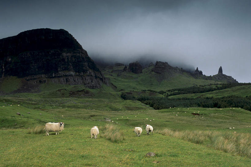 无人,站,吃,横图,俯视,室外,白天,旅游,度假,草地,草坪,美景,山,山脉,植物,雾,羊,英国,欧洲,四只,朦胧,模糊,景观,山峰,山峦,娱乐,苏格兰,草,绿色,自然,动物,群山,低头,站着,享受,休闲,家畜,景色,放松,牲畜,迷雾,西欧,自然风光,大不列颠,大不列颠及北爱尔兰联合王国,垂头,大不列颠联合王国,日不落英帝国,苏格兰王国,斯凯岛,内赫布里底群岛,斯盖岛,斯嘉岛,大雾,绵羊,嚼,食,站立,彩图,高角度拍摄,全身