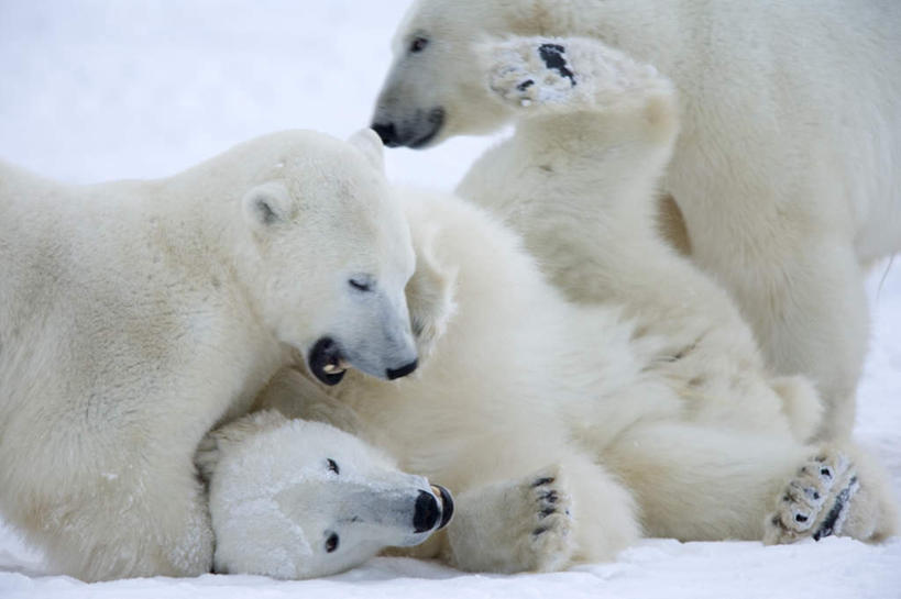 无人,横图,俯视,室外,白天,美景,雪,大雪,北极熊,野生动物,熊,加拿大,三只,阴影,朦胧,模糊,光线,影子,积雪,景观,雪景,冬季,冬天,注视,阳光,自然,动物,观察,看,张嘴,游玩,景色,寒冷,观看,察看,北美,北美洲,关注,自然风光,美洲,凶猛,张大嘴巴,马尼托巴湖,北亚美利加洲,亚美利加洲,严寒,马尼托巴,马尼托巴省,曼尼托巴省,顽耍,残暴,凶残,张开嘴,白熊,玩耍,半身,彩图,高角度拍摄