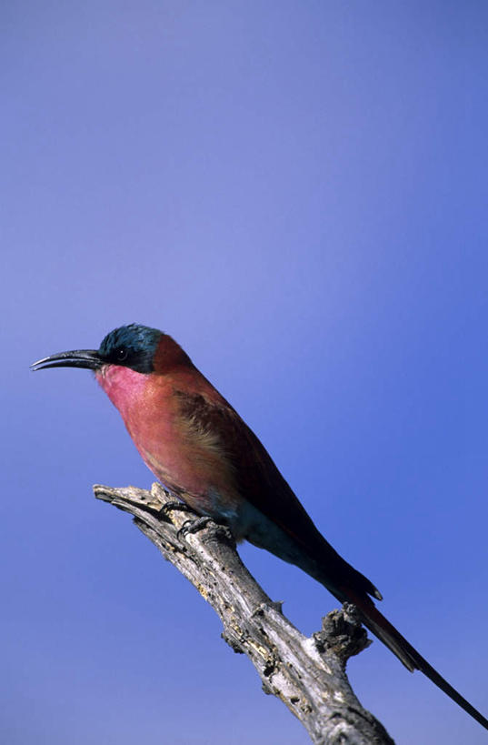 无人,公园,站,竖图,室外,白天,仰视,旅游,度假,美景,植物,鸟,博茨瓦纳,阴影,朦胧,模糊,光线,鸟类,影子,景观,枝条,注视,娱乐,树,树木,树枝,一只,红色,蓝色,蓝天,天空,阳光,自然,天,观察,看,站着,享受,休闲,景色,放松,晴朗,观看,察看,国家公园,关注,自然风光,万里无云,波札那,博茨瓦纳共和国,乔贝国家公园,虬枝,枝杈,食蜂鸟,晴空,晴空万里,站立,彩图,低角度拍摄,全身