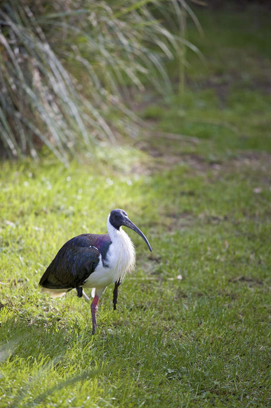 无人,站,竖图,室外,白天,侧面,旅游,度假,草地,草坪,美景,植物,鸟,野生动物,英国,欧洲,阴影,光线,鸟类,影子,景观,注视,娱乐,利兹城堡,草,一只,绿色,阳光,自然,动物,观察,看,站着,享受,休闲,景色,放松,观看,察看,西欧,关注,自然风光,大不列颠,朱鹭,大不列颠及北爱尔兰联合王国,肯特郡,大不列颠联合王国,日不落英帝国,日本风头鹮,朱鹮,利兹堡,梅德斯通,站立,彩图,全身