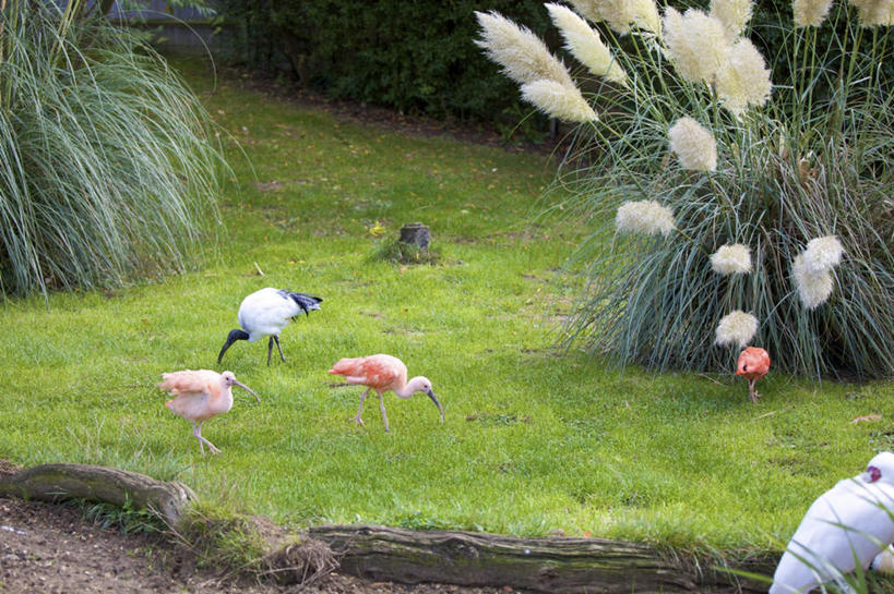 无人,站,吃,横图,室外,白天,侧面,旅游,度假,草地,草坪,美景,植物,鸟,野生动物,英国,欧洲,阴影,光线,鸟类,影子,景观,树桩,枝条,注视,娱乐,利兹城堡,草,树,树干,树木,树枝,绿色,阳光,自然,动物,观察,看,站着,享受,休闲,木桩,景色,放松,五只,观看,察看,西欧,关注,自然风光,大不列颠,朱鹭,大不列颠及北爱尔兰联合王国,肯特郡,大不列颠联合王国,日不落英帝国,日本风头鹮,朱鹮,虬枝,枝杈,利兹堡,梅德斯通,嚼,食,站立,彩图,全身