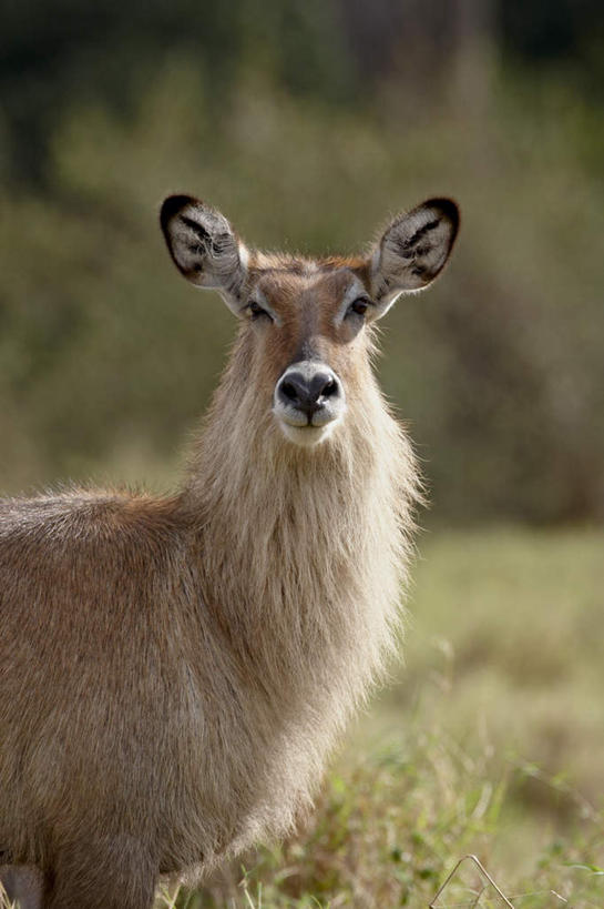 脸,头,脸颊,无人,站,竖图,室外,特写,白天,侧面,旅游,度假,草地,草坪,美景,植物,野生动物,羊,非洲,肯尼亚,阴影,朦胧,模糊,光线,羚羊,影子,景观,扭头,注视,娱乐,肩膀,草,一只,绿色,阳光,自然,动物,观察,看,站着,转头,享受,休闲,景色,放松,可爱,活泼,观看,察看,国家公园,关注,自然风光,水羚,阿非利加洲,肯尼亚共和国,马赛马拉国家公园,头部,脸部,脸蛋,面部,站立,半身,彩图