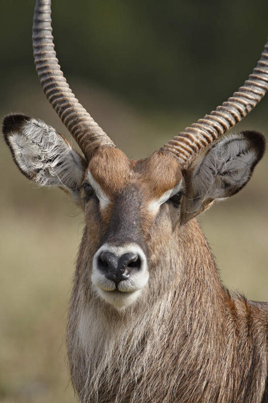 脸,头,脸颊,无人,站,竖图,室外,特写,白天,正面,旅游,度假,草地,草坪,美景,植物,野生动物,羊,非洲,肯尼亚,阴影,朦胧,模糊,光线,羚羊,影子,景观,注视,娱乐,草,一只,绿色,阳光,自然,动物,观察,看,站着,享受,休闲,景色,放松,可爱,活泼,观看,察看,国家公园,关注,自然风光,水羚,阿非利加洲,肯尼亚共和国,马赛马拉国家公园,头部,脸部,脸蛋,面部,站立,半身,彩图