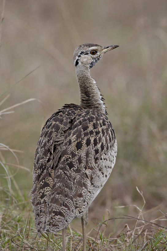 无人,站,竖图,室外,特写,白天,旅游,度假,草地,草坪,美景,植物,鸟,非洲,肯尼亚,阴影,朦胧,模糊,光线,鸟类,影子,景观,注视,娱乐,草,一只,背面,绿色,阳光,自然,观察,看,站着,享受,休闲,景色,放松,观看,察看,国家公园,关注,自然风光,阿非利加洲,鸨鸟,大鸨,地鵏,野雁,肯尼亚共和国,马赛马拉国家公园,站立,彩图,全身