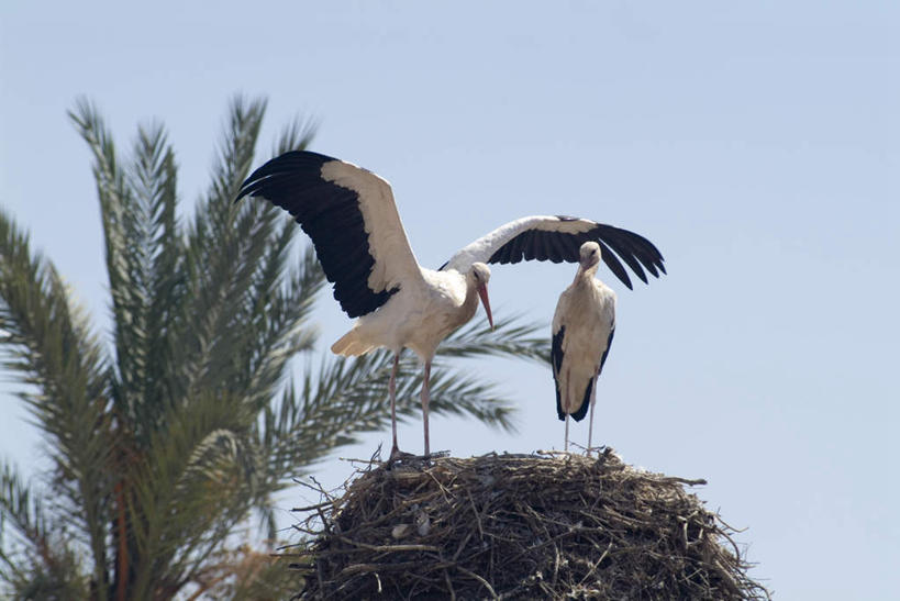 无人,站,横图,室外,白天,仰视,旅游,度假,美景,植物,鸟,非洲,摩洛哥,伸展,张开,展翅,阴影,光线,翅膀,鸟类,影子,景观,娱乐,蓝色,绿色,蓝天,天空,阳光,自然,天,站着,两只,享受,休闲,景色,放松,生长,晴朗,成长,鹳,自然风光,白鹳,张开翅膀,万里无云,阿非利加洲,摩洛哥王国,展开翅膀,马拉喀什,晴空,晴空万里,站立,彩图,低角度拍摄,全身