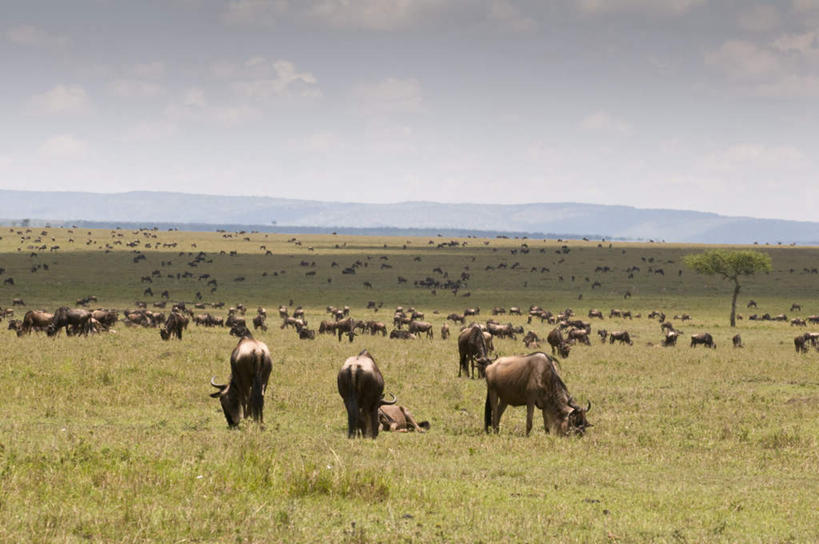 无人,站,横图,室外,白天,侧面,旅游,度假,草地,草坪,石头,美景,山,山脉,植物,野生动物,羊,非洲,肯尼亚,一群,许多,阴影,光线,羚羊,石子,影子,景观,山顶,山峰,云,云朵,山峦,很多,云彩,注视,娱乐,草,树,树木,蓝色,绿色,白云,蓝天,天空,阳光,自然,动物,群山,天,观察,看,站着,享受,休闲,景色,放松,可爱,活泼,生长,晴朗,成长,观看,察看,国家公园,关注,自然风光,沉积岩,阿非利加洲,肯尼亚共和国,马赛马拉国家公园,颠峰,极峰,蓝牛羚,水成岩,蓝牛,石块,岩石,晴空,站立,彩图,全身