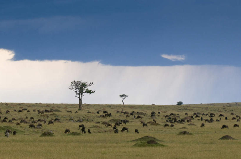 无人,站,横图,室外,白天,侧面,旅游,度假,草地,草坪,美景,植物,野生动物,羊,非洲,肯尼亚,一群,许多,阴影,光线,羚羊,影子,景观,云,云朵,很多,云彩,注视,娱乐,草,树,树木,蓝色,绿色,白云,蓝天,天空,阳光,自然,动物,天,观察,看,站着,享受,休闲,景色,放松,可爱,活泼,生长,晴朗,成长,观看,察看,国家公园,关注,自然风光,阿非利加洲,肯尼亚共和国,马赛马拉国家公园,蓝牛羚,蓝牛,晴空,站立,彩图,全身