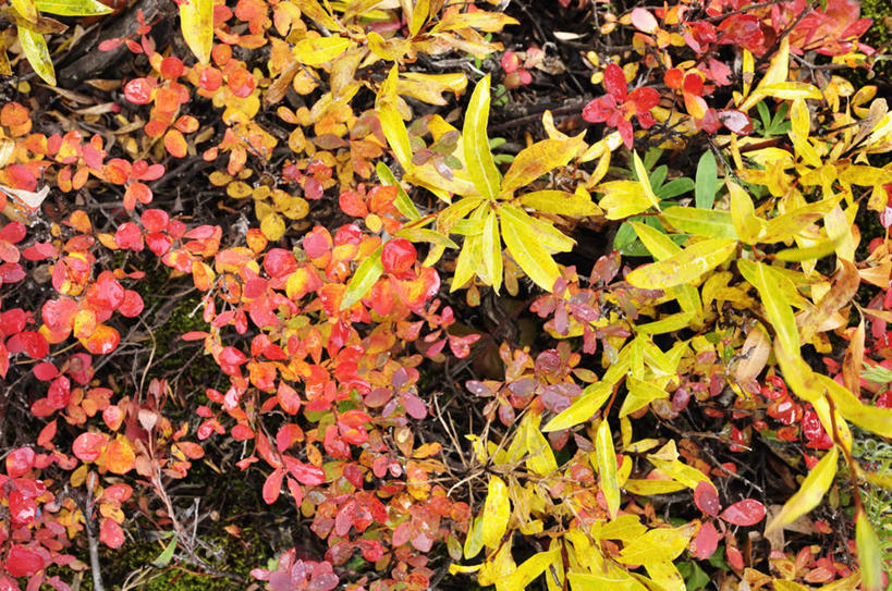 无人,横图,俯视,室外,特写,白天,旅游,度假,美景,植物,叶子,美国,阴影,光线,影子,景观,绿叶,娱乐,树,树木,黄色,红色,绿色,阳光,自然,享受,休闲,嫩叶,景色,放松,生长,成长,北美,北美洲,国家公园,自然风光,美洲,阿拉斯加,阿拉斯加州,北亚美利加洲,亚美利加洲,最后的边疆,午夜阳光之地,德纳里国家公园,叶,叶片,彩图,高角度拍摄