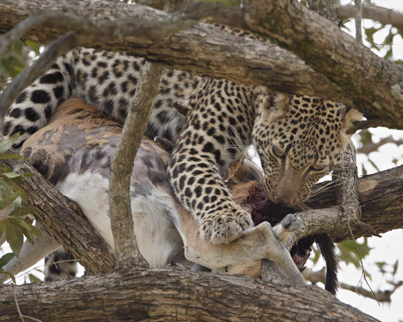 无人,站,吃,横图,室外,白天,仰视,旅游,度假,美景,植物,野生动物,羊,叶子,非洲,肯尼亚,阴影,光线,羚羊,影子,景观,绿叶,注视,娱乐,树,树木,一只,绿色,阳光,自然,动物,观察,看,站着,享受,休闲,嫩叶,景色,放松,可爱,活泼,生长,成长,观看,察看,国家公园,关注,自然风光,美洲豹,凶猛,瞪羚,汤姆森瞪羚,阿非利加洲,肯尼亚共和国,马赛马拉国家公园,美洲虎,汤氏瞪羚,残暴,凶残,叶,叶片,嚼,食,站立,半身,彩图,低角度拍摄