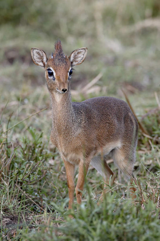 无人,站,竖图,室外,白天,正面,旅游,度假,草地,美景,植物,野生动物,羊,非洲,肯尼亚,阴影,朦胧,模糊,光线,羚羊,影子,景观,注视,娱乐,草,一只,绿色,阳光,自然,动物,观察,看,站着,享受,休闲,景色,放松,可爱,活泼,观看,察看,国家公园,关注,自然风光,阿非利加洲,肯尼亚共和国,马赛马拉国家公园,犬羚,站立,彩图,全身