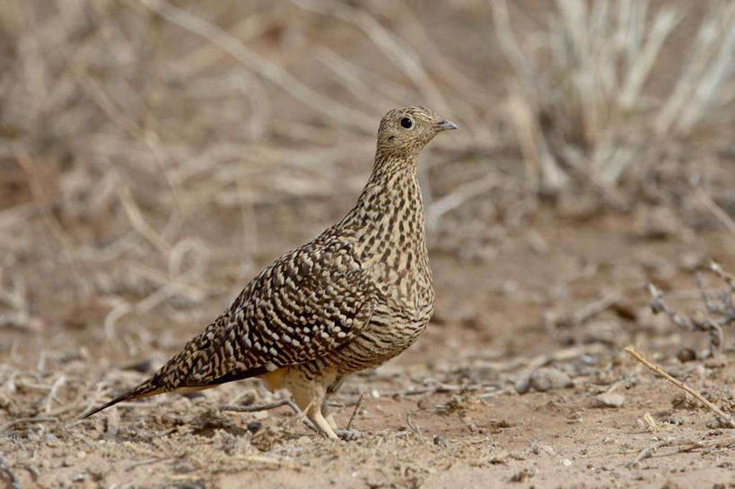 无人,站,横图,室外,白天,侧面,旅游,度假,美景,沙漠,植物,鸟,非洲,博茨瓦纳,阴影,枯萎,光线,鸟类,影子,景观,泥土,土壤,枯草,注视,娱乐,草,一只,黄色,阳光,自然,观察,看,站着,享受,休闲,景色,放松,观看,察看,国家公园,关注,自然风光,沙鸡,波札那,博茨瓦纳共和国,卡拉哈迪大羚羊国家公园,卡拉哈迪沙漠,毛腿沙鸡,大漠,砂漠,站立,彩图,全身