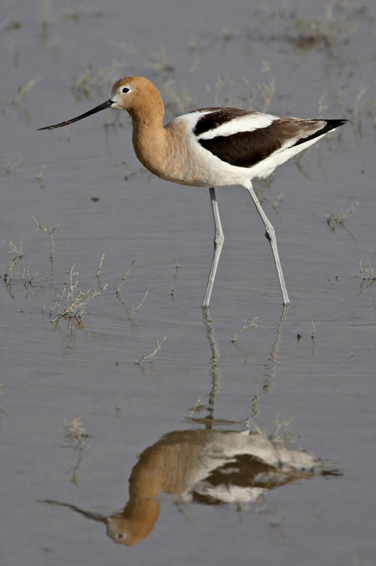 无人,站,竖图,室外,白天,侧面,旅游,度假,河流,石头,美景,水,鸟,美国,阴影,波纹,光线,反嘴鹬,鸟类,石子,影子,河水,景观,水流,涟漪,注视,娱乐,一只,倒影,水纹,阳光,自然,波浪,观察,看,站着,享受,休闲,景色,放松,观看,察看,倒映,北美,北美洲,犹他州,关注,自然风光,美洲,水晕,北亚美利加洲,亚美利加洲,犹他,蜂窝之州,蜂房州,反照,石块,岩石,站立,彩图,全身