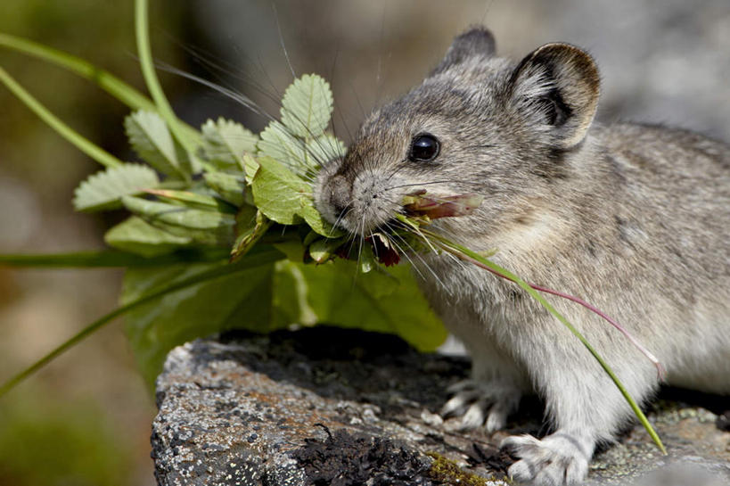 无人,站,横图,室外,特写,白天,侧面,草地,草坪,石头,美景,植物,野生动物,美国,阴影,朦胧,模糊,光线,石子,影子,景观,注视,草,一只,绿色,阳光,自然,动物,观察,看,站着,景色,可爱,活泼,观看,察看,叼,北美,北美洲,关注,叼着,自然风光,美洲,鼠兔,阿拉斯加,阿拉斯加州,北亚美利加洲,亚美利加洲,最后的边疆,午夜阳光之地,石块,岩石,站立,半身,彩图