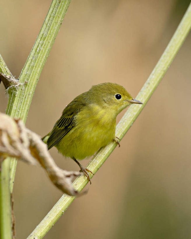 无人,站,竖图,室外,特写,白天,侧面,美景,植物,鸟,叶子,美国,阴影,朦胧,模糊,光线,鸟类,影子,景观,绿叶,枝条,注视,树,树木,树枝,一只,阳光,自然,观察,看,站着,嫩叶,景色,观看,察看,北美,北美洲,关注,自然风光,美洲,阿拉斯加,阿拉斯加州,北亚美利加洲,亚美利加洲,最后的边疆,午夜阳光之地,虬枝,枝杈,柳莺,黄腰柳莺,叶,叶片,站立,彩图,全身