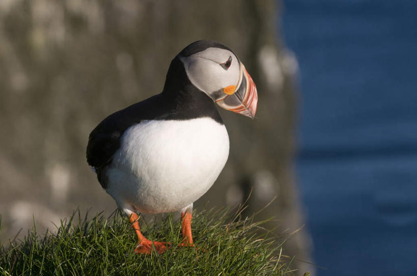 无人,站,横图,室外,白天,正面,旅游,度假,草地,草坪,海浪,海洋,石头,美景,山,山脉,植物,海鸟,鸟,欧洲,冰岛,阴影,朦胧,模糊,光线,鸟类,石子,影子,景观,浪花,山峰,山峦,扭头,注视,娱乐,草,一只,绿色,阳光,自然,海水,群山,观察,看,站着,转头,享受,休闲,景色,放松,观看,察看,关注,自然风光,北欧,海景,潜鸟,海雀,冰岛共和国,刀嘴海雀,大海,风浪,海,海水的波动,近岸浪,石块,岩石,涌浪,站立,彩图,全身