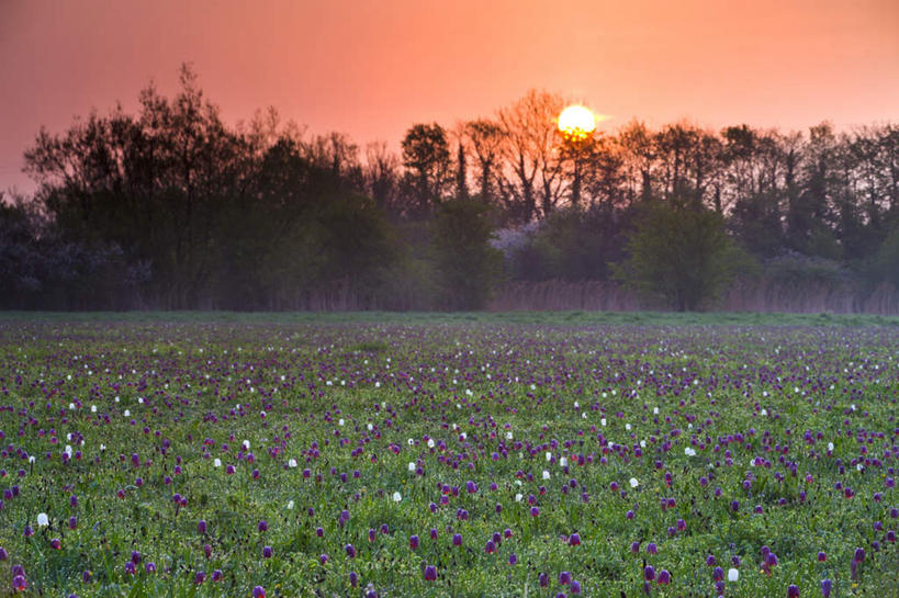 无人,横图,室外,白天,正面,日出,花海,花圃,美景,树林,太阳,植物,叶子,英国,欧洲,朦胧,模糊,盛开,景观,朝霞,晨曦,黎明,花蕾,花,花瓣,花朵,花卉,鲜花,树,树木,排列,绿色,阳光,自然,花丛,花束,花田,花苞,花蕊,景色,生长,成长,西欧,自然风光,大不列颠,大不列颠及北爱尔兰联合王国,大不列颠联合王国,日不落英帝国,摆列,阿尔泰贝母,花格贝母,蛇头贝母,珠鸡斑贝母,威尔特郡,朝阳,彩图,破晓,布列,分列