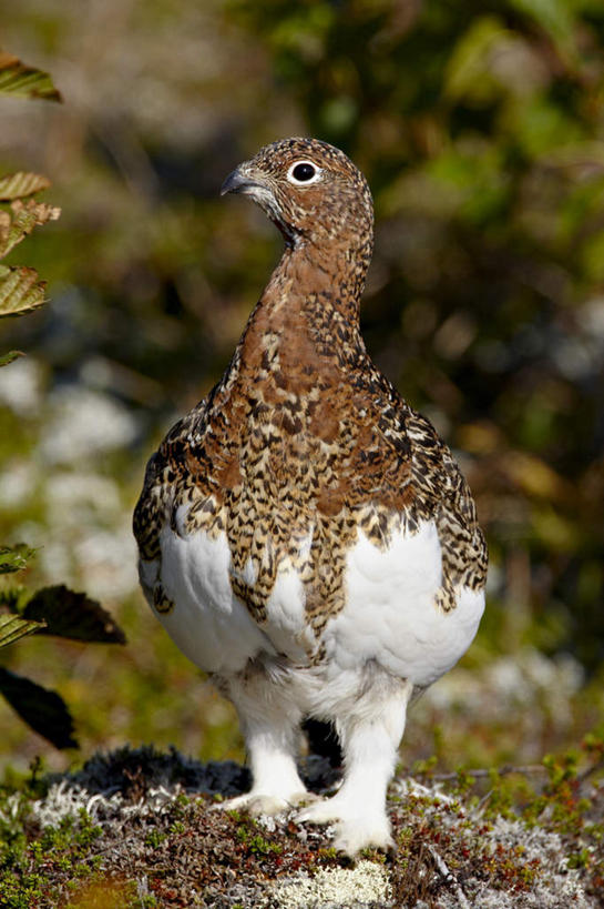 无人,站,竖图,室外,特写,白天,正面,旅游,度假,草地,草坪,石头,美景,植物,鸟,柳叶鸡,美国,阴影,朦胧,模糊,光线,鸟类,石子,影子,景观,注视,娱乐,草,一只,绿色,阳光,自然,观察,看,站着,享受,休闲,景色,放松,观看,察看,北美,北美洲,关注,自然风光,美洲,阿拉斯加,阿拉斯加州,北亚美利加洲,亚美利加洲,最后的边疆,午夜阳光之地,勺鸡,石块,岩石,松鸡,站立,彩图,全身