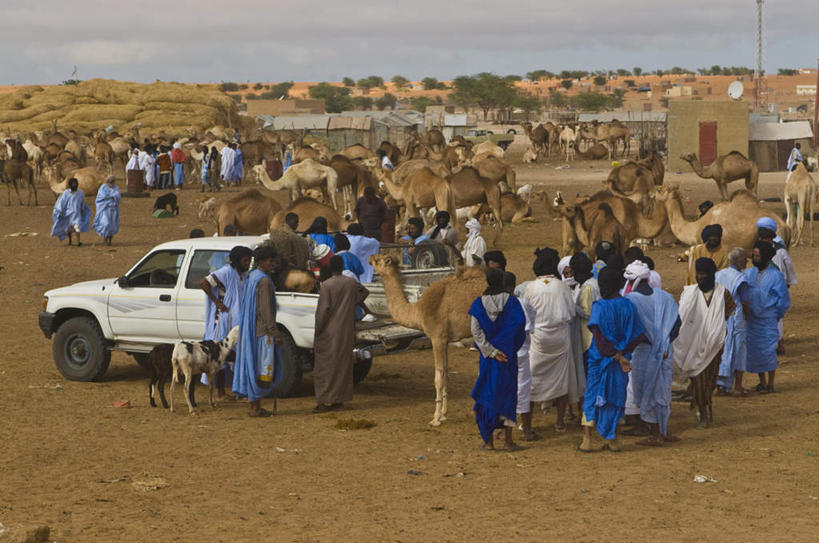 西方人,站,横图,室外,白天,正面,民族服装,旅游,度假,美景,沙漠,汽车,野生动物,欧洲,非洲,毛里塔尼亚,黑人,欧洲人,一群,许多,景观,很多,许多人,注视,娱乐,骆驼,车,自然,动物,交通工具,轿车,观察,看,站着,一群人,享受,休闲,景色,放松,运输,观看,察看,关注,自然风光,载具,沙漠之舟,阿非利加洲,双峰骆驼,毛里塔尼亚共和国,西非,男人,男性,中年男性,非洲人,大漠,砂漠,站立,彩图,全身,传统服装,民俗服
