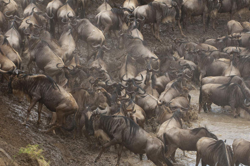 无人,站,走,横图,俯视,室外,白天,旅游,度假,河流,美景,水,野生动物,羊,非洲,肯尼亚,一群,许多,阴影,光线,羚羊,影子,河水,景观,泥土,水流,土壤,很多,注视,娱乐,阳光,自然,动物,观察,看,站着,享受,休闲,景色,放松,可爱,活泼,观看,察看,国家公园,关注,自然风光,阿非利加洲,肯尼亚共和国,马赛马拉国家公园,南非林羚,步行,散步,站立,走路,彩图,高角度拍摄,全身