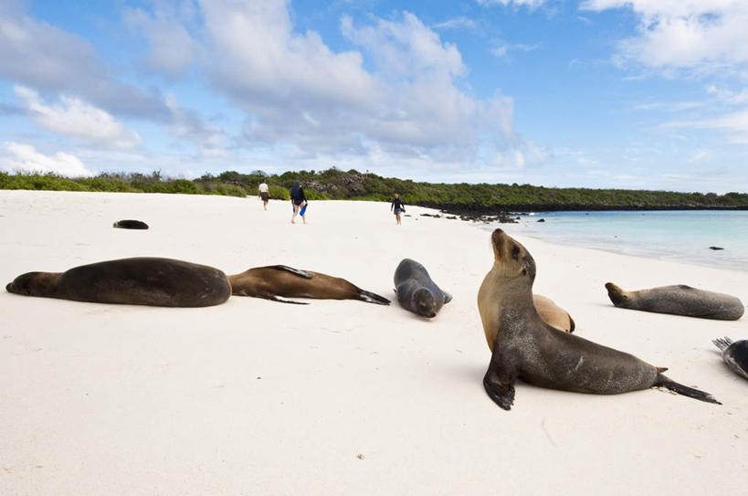 无人,站,躺,横图,室外,白天,正面,旅游,度假,草地,草坪,海浪,海洋,沙滩,植物,标志建筑,地标,建筑,哺乳动物,海狮,野生动物,厄瓜多尔,许多,涉水,阴影,光线,沙子,影子,海岸,浪花,云,云朵,沙地,很多,云彩,娱乐,建设,草,树,树木,蓝色,绿色,白云,蓝天,天空,阳光,自然,海水,动物,天,趴着,站着,享受,休闲,旅游胜地,南美,放松,可爱,活泼,生长,晴朗,成长,南美洲,拉丁美洲,美洲,海景,亚美利加洲,南亚美利加洲,厄瓜多尔共和国,加拉巴哥群岛,加拉帕戈斯群岛,科隆群岛,斯坎塔达斯岛,渡水,卧着,大海,风浪,海,海水的波动,海滩,近岸浪,涌浪,晴空,趴,躺着,卧,站立,彩图