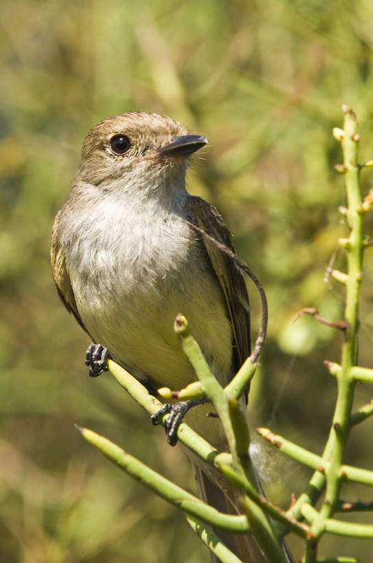 无人,竖图,室外,白天,正面,旅游,度假,植物,标志建筑,地标,建筑,捕蝇草,厄瓜多尔,一艘,阴影,光线,影子,枝条,涟漪,娱乐,建设,树,树木,树枝,阳光,站着,享受,休闲,旅游胜地,南美,放松,南美洲,拉丁美洲,美洲,亚美利加洲,南亚美利加洲,捕虫草,食虫草,食虫植物,厄瓜多尔共和国,加拉巴哥群岛,加拉帕戈斯群岛,科隆群岛,斯坎塔达斯岛,虬枝,枝杈,霸鹟,食肉植物,站立,半身,彩图
