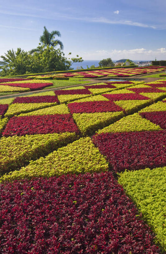 无人,竖图,俯视,室外,白天,旅游,度假,美景,植物,非洲,一排,阴影,环保,朦胧,模糊,整齐,光线,影子,景观,云,云朵,防护,云彩,娱乐,树,树木,排列,蓝色,绿色,白云,蓝天,天空,阳光,自然,天,享受,休闲,景色,放松,生长,晴朗,成长,队列,美好,美妙,自然风光,间隔,首府,美观,雅观,阿非利加洲,丰沙尔,马德拉群岛,绿篱,生篱,树篱,植篱,晴空,彩图,高角度拍摄