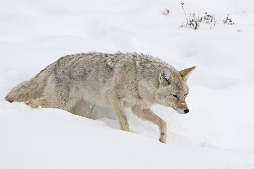 无人,公园,走,横图,室外,白天,侧面,旅游,度假,美景,雪,大雪,狼,野生动物,美国,积雪,景观,雪景,冬季,冬天,注视,娱乐,一只,自然,动物,观察,看,享受,休闲,景色,放松,寒冷,观看,察看,北美,北美洲,国家公园,关注,自然风光,郊狼,美洲,凶猛,黄石国家公园,怀俄明州,怀俄明,丛林狼,黄石公园,北亚美利加洲,亚美利加洲,严寒,平等之州,残暴,凶残,灰狼,步行,散步,走路,彩图,全身,犬科动物