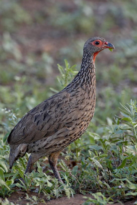 无人,动物园,竖图,室外,白天,侧面,旅游,度假,草地,草坪,美景,植物,鸟,非洲,南非,一艘,阴影,光线,鸟类,影子,景观,涟漪,注视,娱乐,草,绿色,阳光,自然,观察,看,站着,享受,休闲,景色,放松,观看,察看,国家公园,关注,自然风光,克鲁格国家公园,阿非利加洲,鹧鸪,鹧鸪鸟,黑鹧鸪,德兰士瓦省,南非共和国,站立,彩图,全身