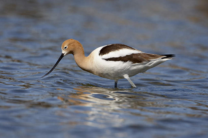 无人,横图,室外,白天,侧面,旅游,度假,河流,美景,水,鸟,美国,一艘,阴影,光线,反嘴鹬,鸟类,影子,河水,景观,水流,涟漪,注视,娱乐,倒影,阳光,自然,观察,看,站着,享受,休闲,景色,放松,观看,察看,倒映,北美,北美洲,关注,自然风光,美洲,科罗拉多州,科罗拉多,北亚美利加洲,亚美利加洲,百年州,反照,站立,彩图,全身