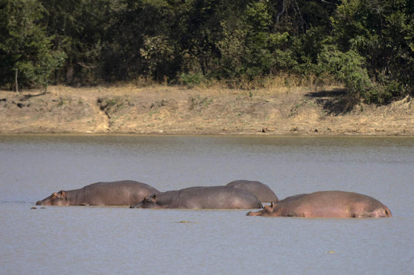 游泳,无人,公园,横图,室外,白天,正面,旅游,度假,河流,沙滩,水,植物,哺乳动物,河马,野生动物,非洲,赞比亚,阴影,光线,沙子,影子,河岸,河水,河滩,水流,沙地,娱乐,树,树木,绿色,阳光,自然,动物,享受,休闲,放松,四头,生长,成长,国家公园,凶猛,泅水,赞比亚共和国,保护地,卢安瓜国家公园,卢安瓜野生动物保护地,拍浮,残暴,凶残,半身,彩图