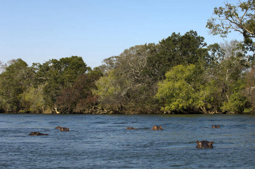 游泳,无人,公园,横图,室外,白天,正面,旅游,度假,河流,水,哺乳动物,河马,野生动物,非洲,赞比亚,许多,阴影,光线,影子,河水,水流,很多,娱乐,阳光,动物,享受,休闲,放松,灌木,国家公园,凶猛,泅水,赞比亚共和国,保护地,卢安瓜国家公园,卢安瓜野生动物保护地,拍浮,残暴,凶残,彩图