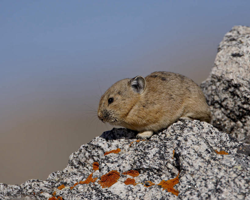 无人,站,横图,俯视,室外,特写,白天,旅游,度假,石头,美景,野生动物,美国,阴影,朦胧,模糊,光线,石子,影子,景观,注视,娱乐,一只,阳光,自然,动物,观察,看,站着,享受,休闲,景色,放松,可爱,活泼,观看,察看,北美,北美洲,关注,自然风光,美洲,鼠兔,科罗拉多州,科罗拉多,北亚美利加洲,亚美利加洲,百年州,石块,岩石,站立,彩图,高角度拍摄,全身