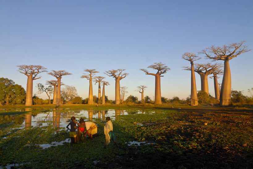 西方人,儿童,四个人,站,横图,室外,白天,垂钓,旅游,度假,河流,美景,水,植物,欧洲,非洲,马达加斯加,黑人,欧洲人,一排,许多,阴影,波纹,服装,整齐,光线,影子,河水,景观,水流,涟漪,很多,注视,休闲装,娱乐,树,树木,排列,小孩,背面,衣服,蓝色,绿色,倒影,蓝天,水纹,天空,阳光,自然,波浪,天,观察,看,站着,享受,休闲,休闲服,景色,放松,服饰,生长,晴朗,成长,观看,察看,倒映,队列,关注,自然风光,万里无云,水晕,酸瓠树,波巴布树,猴面包树,猴树,猢狲缅,猢狲面,猢狲木,旅人树,死老鼠树,马达加斯加共和国,反照,男孩,男人,男性,非洲人,晴空,晴空万里,站立,彩图,全身,钓鱼,垂纶,男生