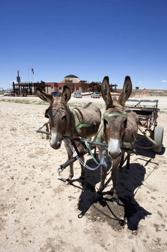 无人,家,站,竖图,室外,白天,正面,旅游,度假,美景,沙漠,窗户,非洲,两头,一排,整齐,房屋,墙,屋顶,屋子,景观,顶棚,注视,娱乐,楼房,玻璃窗,墙壁,墙面,住宅,排列,自然,动物,观察,看,站着,享受,休闲,家畜,景色,放松,牲畜,观看,察看,队列,关注,自然风光,驴,驴车,阿非利加洲,驴子,卡格拉格帝边境公园,卡格拉格帝跨国境公园,卡格拉格帝越界公园,大漠,砂漠,站立,彩图,全身,房子