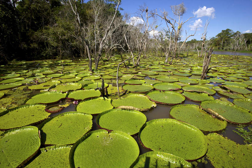无人,横图,室外,白天,正面,旅游,度假,美景,森林,树林,植物,叶子,巴西,阴影,光线,影子,池塘,景观,水池,云,云朵,荷叶,云彩,娱乐,树,树木,蓝色,绿色,白云,蓝天,天空,阳光,自然,天,享受,休闲,景色,南美,放松,生长,晴朗,成长,南美洲,拉丁美洲,自然风光,美洲,巴西联邦共和国,首府,亚美利加洲,莲叶,南亚美利加洲,马瑙斯,亚马孙,亚马孙州,叶,叶片,晴空,彩图