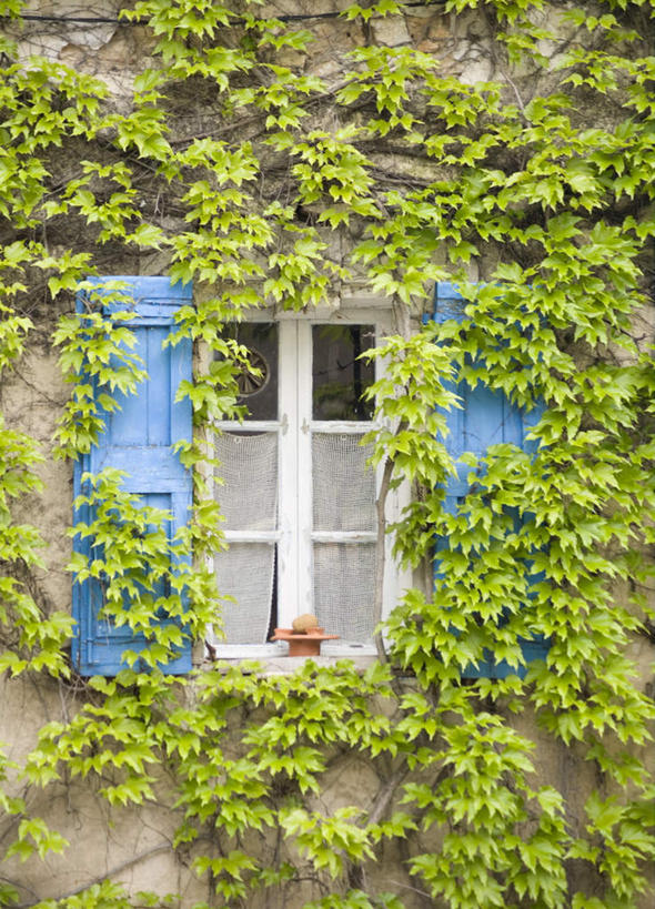 无人,家,竖图,室外,白天,仰视,度假,美景,窗户,城市风光,城市,叶子,法国,欧洲,阴影,光线,影子,房屋,墙,屋子,景观,长春藤,常春藤,绿叶,娱乐,楼房,玻璃窗,墙壁,墙面,住宅,绿色,阳光,享受,休闲,嫩叶,景色,放松,沃克吕兹省,法兰西共和国,永恒,法兰西第五共和国,不朽,忠实,洋常春藤,普罗旺斯.阿尔卑斯.蓝色海岸,博尼约,叶,叶片,彩图,低角度拍摄,房子,常青藤,奔牛村