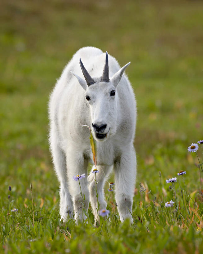 无人,公园,站,竖图,室外,白天,正面,旅游,度假,花海,花圃,美景,植物,野生动物,羊,叶子,美国,阴影,盛开,光线,影子,景观,花蕾,注视,娱乐,花,花瓣,花朵,花卉,鲜花,一只,绿色,阳光,自然,动物,花丛,花束,花田,花苞,花蕊,观察,看,站着,享受,休闲,景色,放松,观看,察看,北美,北美洲,关注,自然风光,美洲,蒙大拿州,白山羊,野山羊,北亚美利加洲,亚美利加洲,蒙大拿,长空之乡,财富之州,冰河公园,冰河国家公园,北美野山羊,野生白山羊,山羊,站立,彩图,全身
