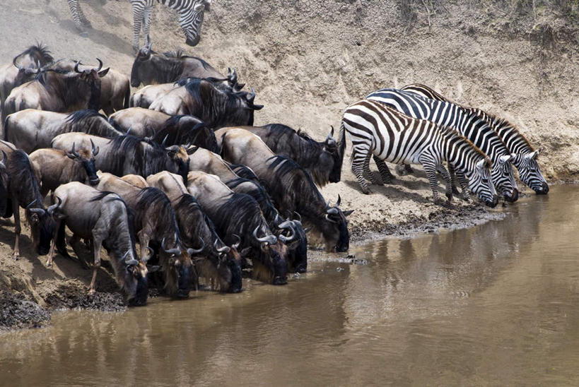 无人,站,横图,俯视,室外,白天,河流,美景,水,植物,斑马,马,野生动物,羊,非洲,肯尼亚,许多,喝,阴影,波纹,枯萎,朦胧,模糊,光线,羚羊,影子,河水,景观,水流,枯草,涟漪,注视,草,黄色,倒影,水纹,阳光,自然,动物,波浪,低头,观察,看,站着,景色,可爱,牲畜,活泼,观看,察看,倒映,国家公园,关注,自然风光,水晕,垂头,阿非利加洲,肯尼亚共和国,马赛马拉国家公园,反照,蓝牛羚,蓝牛,站立,彩图,高角度拍摄,全身