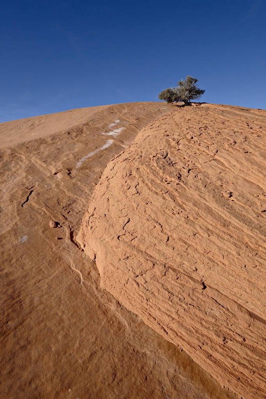 无人,竖图,室外,白天,仰视,旅游,度假,美景,沙漠,植物,美国,一棵,阴影,光线,影子,地平线,景观,辽阔,地面,娱乐,树,树木,蓝色,绿色,蓝天,天空,阳光,自然,天,享受,休闲,广阔,景色,放松,生长,晴朗,成长,一望无际,北美,北美洲,犹他州,自然风光,延伸,美洲,万里无云,天地相交,北亚美利加洲,亚美利加洲,犹他,蜂窝之州,蜂房州,无边无际,一马平川,大阶梯国家纪念碑,大楼梯国家纪念碑,大漠,砂漠,晴空,晴空万里,彩图,低角度拍摄